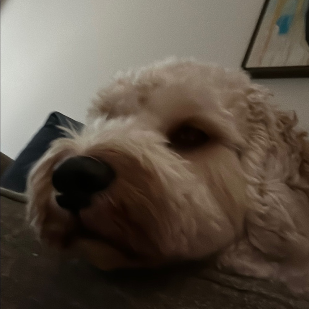 Meet your Posher, Juliette